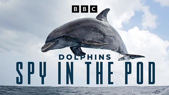 Sinopsis: El galardonado equipo detrás de Penguins - Spy in the Huddle utiliza cámaras ocultas para adentrarse en el corazón del mundo de los delfines, ofreciendo la oportunidad de encontrarlos de cerca. Año: 2014 Género: Documental Dirección: John Downer Elenco: David Tennant Ver más