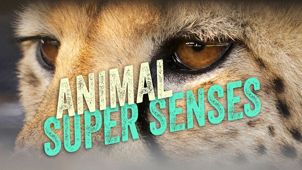Animal Super Senses (3 x 50')