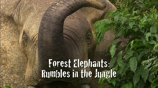 Natural World: Forest Elephants - Rumbles in the Jungle (1 x 50')