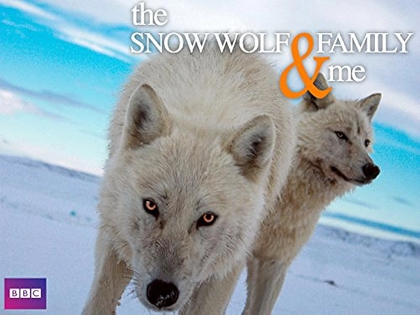 Snow Wolf Family and Me (3 x 50')